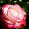 Rose 'Nostalgie' (Edelrose) -Günstiges Pflanzen Land Geschäft 2002264 Rose 20Nostalgie Edelrose 1 805bd6d0 834e 46ab 9d00 1ca1cd0563e0