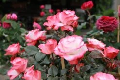 Rose 'Nostalgie' (Edelrose) -Günstiges Pflanzen Land Geschäft 2002264 Rose 20Nostalgie Edelrose 2 0ae18e1b 744c 46df aa20 a3da02f6278e