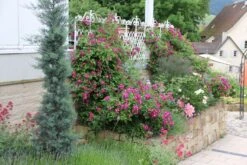 Rose 'Perennial Blue' (Rambler) -Günstiges Pflanzen Land Geschäft 2002267 Rose 20Perennial 20Blue Rambler 3