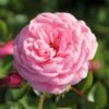 Rose 'Starlet Rose Eva' (Kletterrose) -Günstiges Pflanzen Land Geschäft 2002269 Rose 20Starlet 20Rose 20Eva 20 Kletterrose 1