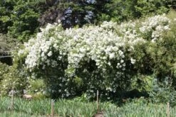 Rose 'Guirlande D'Amour' (Rambler) 7 Rose 'Guirlande D'Amour' (Rambler) -Günstiges Pflanzen Land Geschäft 2002272 Rose 20Guirlande 20dAmour Rambler 3