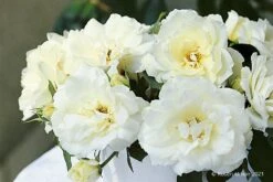 Rose 'Princess Of Wales' (Strauchrose)