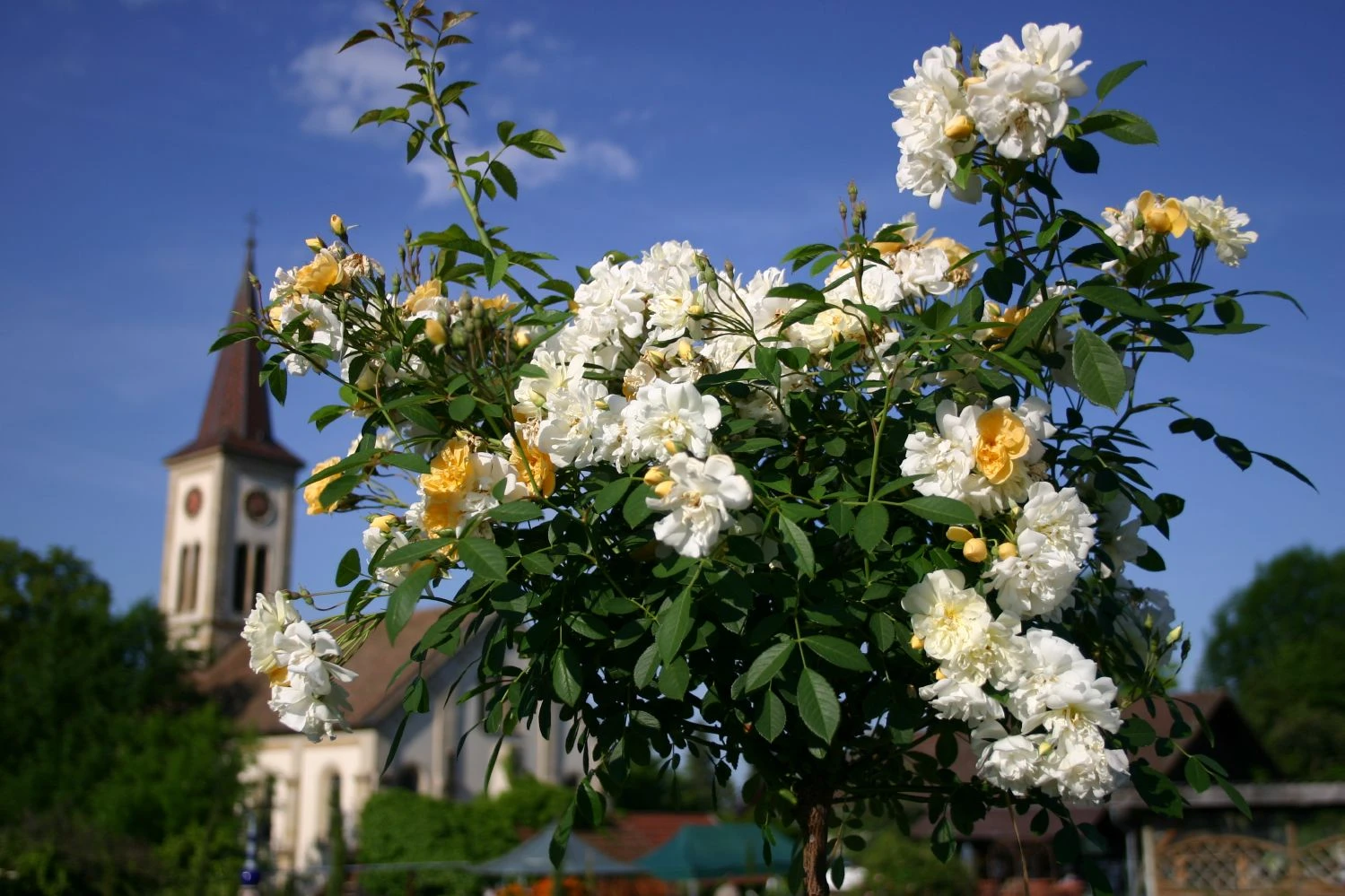 Rose 'Christine Hélène' (Rambler) 3 Rose 'Christine Hélène' (Rambler)