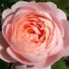 Rose 'Queen Of Sweden' (Englische Rose) 2 Rose 'Queen Of Sweden' (Englische Rose) -Günstiges Pflanzen Land Geschäft 2002286 Rose 20Queen 20of 20Sweden Englische 20Rose 1