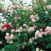 Rose 'Paul's Himalayan Musk' (Rambler) -Günstiges Pflanzen Land Geschäft 2002295 Rose 20Pauls 20Himalayan 20Musk Rambler 1