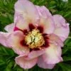 Paeonia Itoh-Hybride 'Pastel Splendor' (Intersektionelle Pfingstrose) -Günstiges Pflanzen Land Geschäft 2002345 Paeonia 20Itoh Hybride 20Pastel 20Splendor Intersektionelle 20Pfingstrose 1