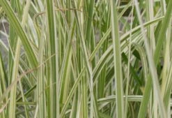 Zeitlose Eleganz In Weiß (Der Englische Klassiker) -Günstiges Pflanzen Land Geschäft 2002359 Zeitlose 20Eleganz 20in 20Weiss Der 20englische 20Klassiker 10