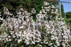 Zeitlose Eleganz In Weiß (Der Englische Klassiker) -Günstiges Pflanzen Land Geschäft 2002359 Zeitlose 20Eleganz 20in 20Weiss Der 20englische 20Klassiker 12