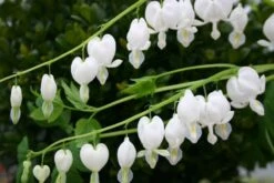 Zeitlose Eleganz In Weiß (Der Englische Klassiker) -Günstiges Pflanzen Land Geschäft 2002359 Zeitlose 20Eleganz 20in 20Weiss Der 20englische 20Klassiker 6