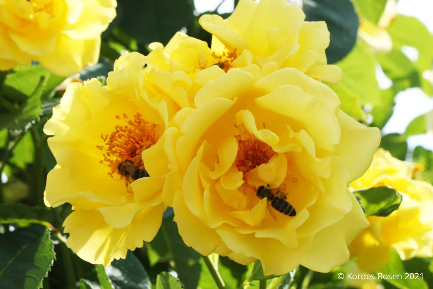 Rose 'Golden Gate' (Kletterrose) 3 Rose 'Golden Gate' (Kletterrose)