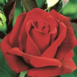 Rose 'Erotika' (Edelrosen)