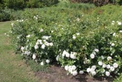 Rose 'Aspirin-Rose' (Beetrose) -Günstiges Pflanzen Land Geschäft 2002415 Rose 20Aspirin Rose Beetrose 3