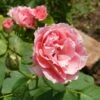 Rose Damascena 'Trigintipetala' (Historische Rose) -Günstiges Pflanzen Land Geschäft 2002428 Rose 20damascena 20Trigintipetala Historische 20Rose 1