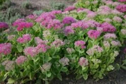 Alles Easy - Das Anfängerbeet (Gartenneulinge Aufgepasst!) -Günstiges Pflanzen Land Geschäft 2002440 Alles 20Easy 20 20Das 20Anfaengerbeet Gartenneulinge 20aufgepasst 10