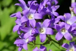 Alles Easy - Das Anfängerbeet (Gartenneulinge Aufgepasst!) -Günstiges Pflanzen Land Geschäft 2002440 Alles 20Easy 20 20Das 20Anfaengerbeet Gartenneulinge 20aufgepasst 5