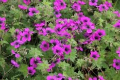 Alles Easy - Das Anfängerbeet (Gartenneulinge Aufgepasst!) -Günstiges Pflanzen Land Geschäft 2002440 Alles 20Easy 20 20Das 20Anfaengerbeet Gartenneulinge 20aufgepasst 6