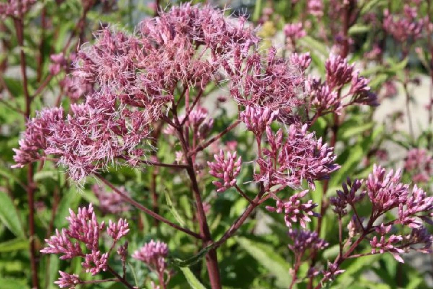 New German Style (Wundervolle Wildstaudenpracht) 12 New German Style (Wundervolle Wildstaudenpracht) – Bild 10