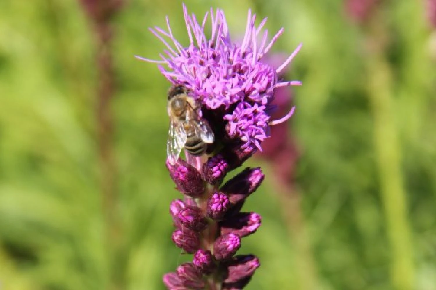 New German Style (Wundervolle Wildstaudenpracht) 15 New German Style (Wundervolle Wildstaudenpracht) – Bild 13