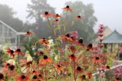 New German Style (Wundervolle Wildstaudenpracht) 35 New German Style (Wundervolle Wildstaudenpracht) -Günstiges Pflanzen Land Geschäft 2002441 New 20German 20Style Wundervolle 20Wildstaudenpracht 16