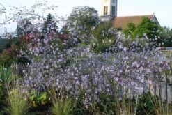 New German Style (Wundervolle Wildstaudenpracht) 25 New German Style (Wundervolle Wildstaudenpracht) -Günstiges Pflanzen Land Geschäft 2002441 New 20German 20Style Wundervolle 20Wildstaudenpracht 6