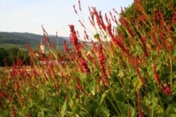 New German Style (Wundervolle Wildstaudenpracht) 26 New German Style (Wundervolle Wildstaudenpracht) -Günstiges Pflanzen Land Geschäft 2002441 New 20German 20Style Wundervolle 20Wildstaudenpracht 7