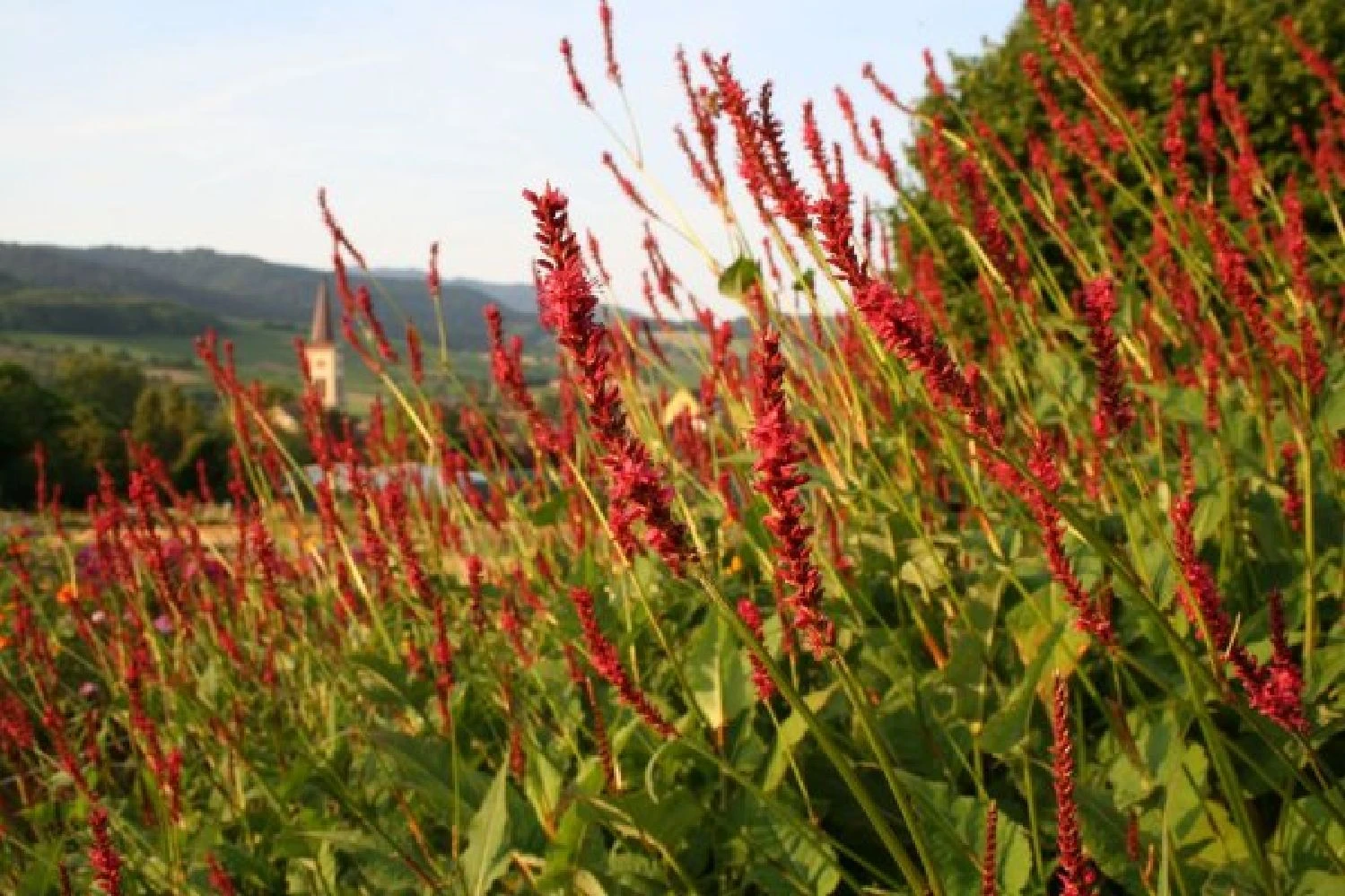 New German Style (Wundervolle Wildstaudenpracht) 9 New German Style (Wundervolle Wildstaudenpracht) – Bild 7