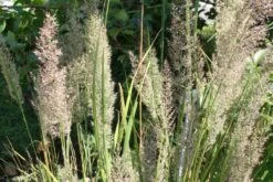 New German Style (Wundervolle Wildstaudenpracht) 27 New German Style (Wundervolle Wildstaudenpracht) -Günstiges Pflanzen Land Geschäft 2002441 New 20German 20Style Wundervolle 20Wildstaudenpracht 8