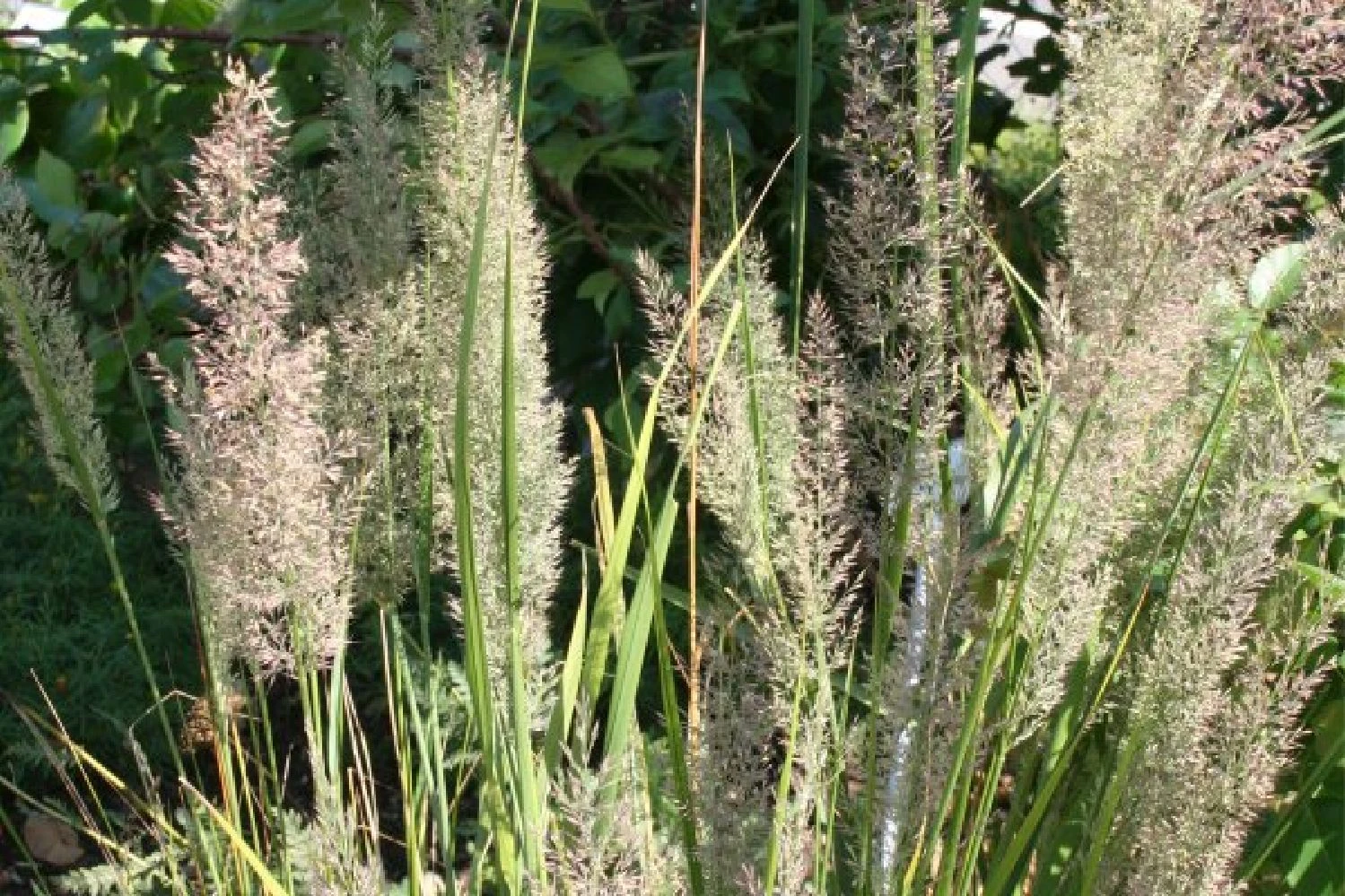 New German Style (Wundervolle Wildstaudenpracht) 10 New German Style (Wundervolle Wildstaudenpracht) – Bild 8