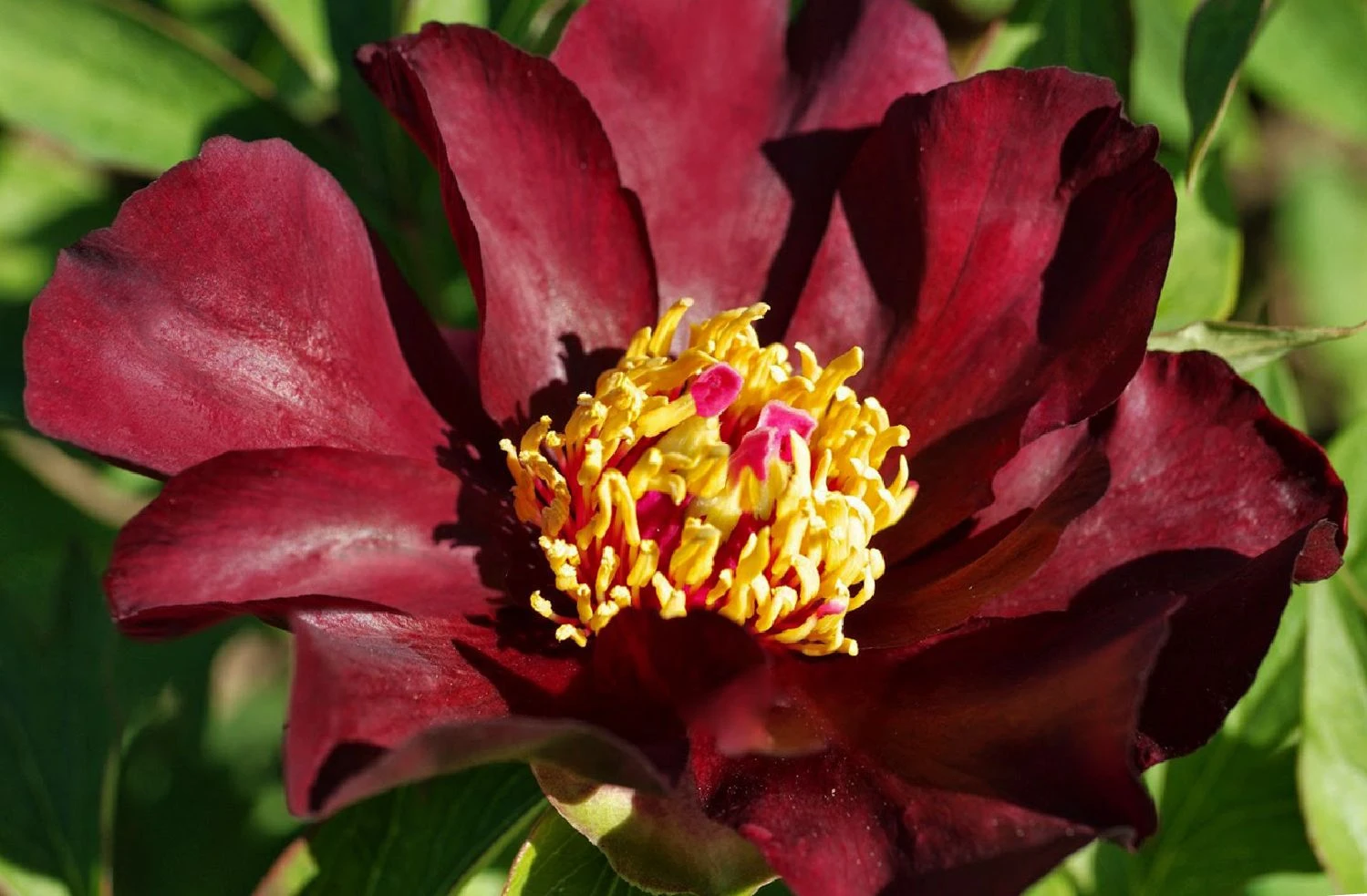 Paeonia Itoh-Hybride 'Dark Eyes' (Intersektionelle Pfingstrose) 3 Paeonia Itoh-Hybride 'Dark Eyes' (Intersektionelle Pfingstrose)