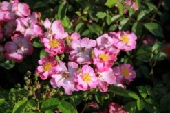 Rose 'Lavender Dream' (Bodendeckerrose) -Günstiges Pflanzen Land Geschäft 2002540 Rose 20Lavender 20Dream Bodendeckerrose 2