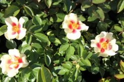 Rose 'Queen Of Sheba' (Persische Rose) 7 Rose 'Queen Of Sheba' (Persische Rose) -Günstiges Pflanzen Land Geschäft 2002542 Rose 20Queen 20of 20Sheba Persische 20Rose 3