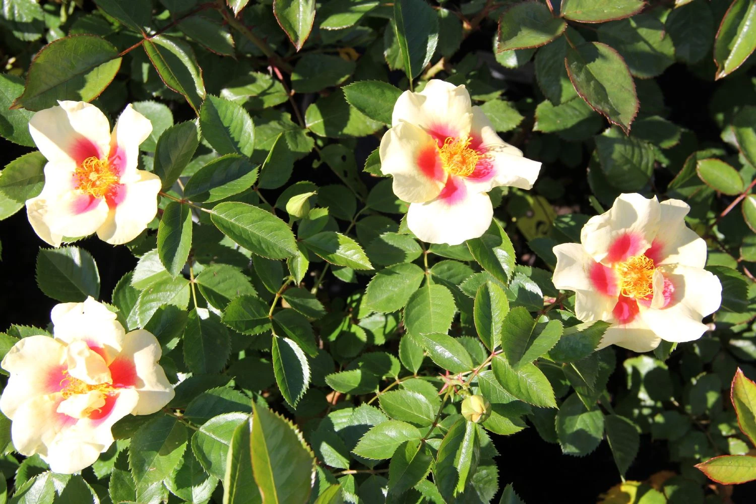 Rose 'Queen Of Sheba' (Persische Rose) 5 Rose 'Queen Of Sheba' (Persische Rose) – Bild 3