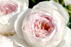 Rose 'Herzogin Christiana' (Beetrose)