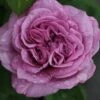Rose 'Lavender Ice' (Zwergrose | Patiorose) -Günstiges Pflanzen Land Geschäft 2002547 Rose 20Lavender 20Ice Zwergrose 20 20Patiorose 1
