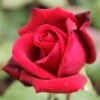 Rose 'Mildred Scheel' (Edelrose) -Günstiges Pflanzen Land Geschäft 2002550 Rose 20Mildred 20Scheel 20 Edelrose 1