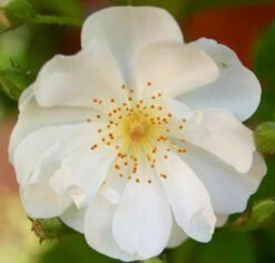 Rose 'Bobbie James' (Ramblerrose)