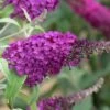 Buddleja Buzz® 'Magenta' (Zwerg-Sommerflieder) -Günstiges Pflanzen Land Geschäft 2002613 Buddleja 20Buzz 20Magenta Zwerg Sommerflieder 1