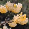 Edgeworthia Chrysantha (Orientalischer Papierbusch) -Günstiges Pflanzen Land Geschäft 2002625 Edgeworthia 20chrysantha Orientalischer 20Papierbusch 1