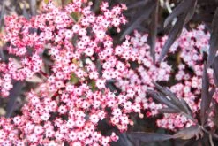 Sambucus Nigra 'Black Lace' (Schwarzer Holunder | Fliederbeere)