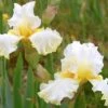Iris Barbata-Elatior 'Domaine De Courson' (Hohe Bartschwertlilie) -Günstiges Pflanzen Land Geschäft 2002684 Iris 20Barbata Elatior 20Domaine 20de 20Courson Hohe 20Bartschwertlilie 1 099c78d1 8bd3 4c68 8e09 655a6d672aee