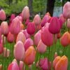 Tulpenmischung 'French Blend Rose' ™ (Garten-Tulpenmischung) -Günstiges Pflanzen Land Geschäft 2002705 Tulpenmischung 20French 20Blend 20Rose 20 Garten Tulpenmischung 1