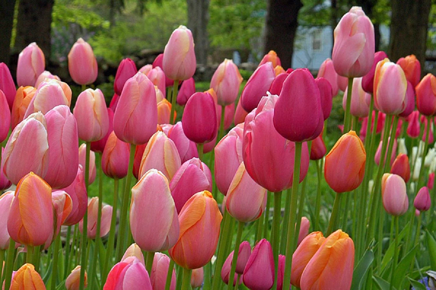 Tulpenmischung 'French Blend Rose' ™ (Garten-Tulpenmischung) 3 Tulpenmischung 'French Blend Rose' ™ (Garten-Tulpenmischung)