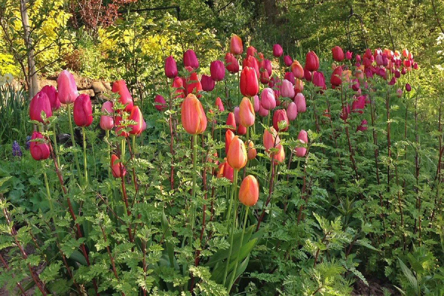 Tulpenmischung 'French Blend Rose' ™ (Garten-Tulpenmischung) 4 Tulpenmischung 'French Blend Rose' ™ (Garten-Tulpenmischung) – Bild 2