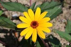 Summer Of Love (Belebende Flower Power Für Ihren Garten!) -Günstiges Pflanzen Land Geschäft 2002767 Summer 20of 20Love Belebende 20Flower 20Power 20fuer 20Ihren 20Garten 12