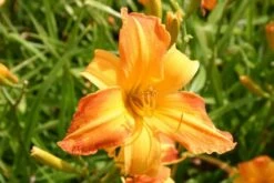 Summer Of Love (Belebende Flower Power Für Ihren Garten!) -Günstiges Pflanzen Land Geschäft 2002767 Summer 20of 20Love Belebende 20Flower 20Power 20fuer 20Ihren 20Garten 13