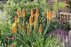 Summer Of Love (Belebende Flower Power Für Ihren Garten!) -Günstiges Pflanzen Land Geschäft 2002767 Summer 20of 20Love Belebende 20Flower 20Power 20fuer 20Ihren 20Garten 14