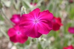 Summer Of Love (Belebende Flower Power Für Ihren Garten!) -Günstiges Pflanzen Land Geschäft 2002767 Summer 20of 20Love Belebende 20Flower 20Power 20fuer 20Ihren 20Garten 16