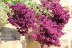 Summer Of Love (Belebende Flower Power Für Ihren Garten!) -Günstiges Pflanzen Land Geschäft 2002767 Summer 20of 20Love Belebende 20Flower 20Power 20fuer 20Ihren 20Garten 18