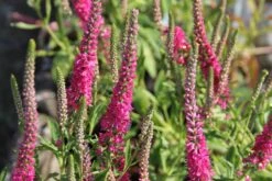 Summer Of Love (Belebende Flower Power Für Ihren Garten!) -Günstiges Pflanzen Land Geschäft 2002767 Summer 20of 20Love Belebende 20Flower 20Power 20fuer 20Ihren 20Garten 19