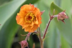 Summer Of Love (Belebende Flower Power Für Ihren Garten!) -Günstiges Pflanzen Land Geschäft 2002767 Summer 20of 20Love Belebende 20Flower 20Power 20fuer 20Ihren 20Garten 7